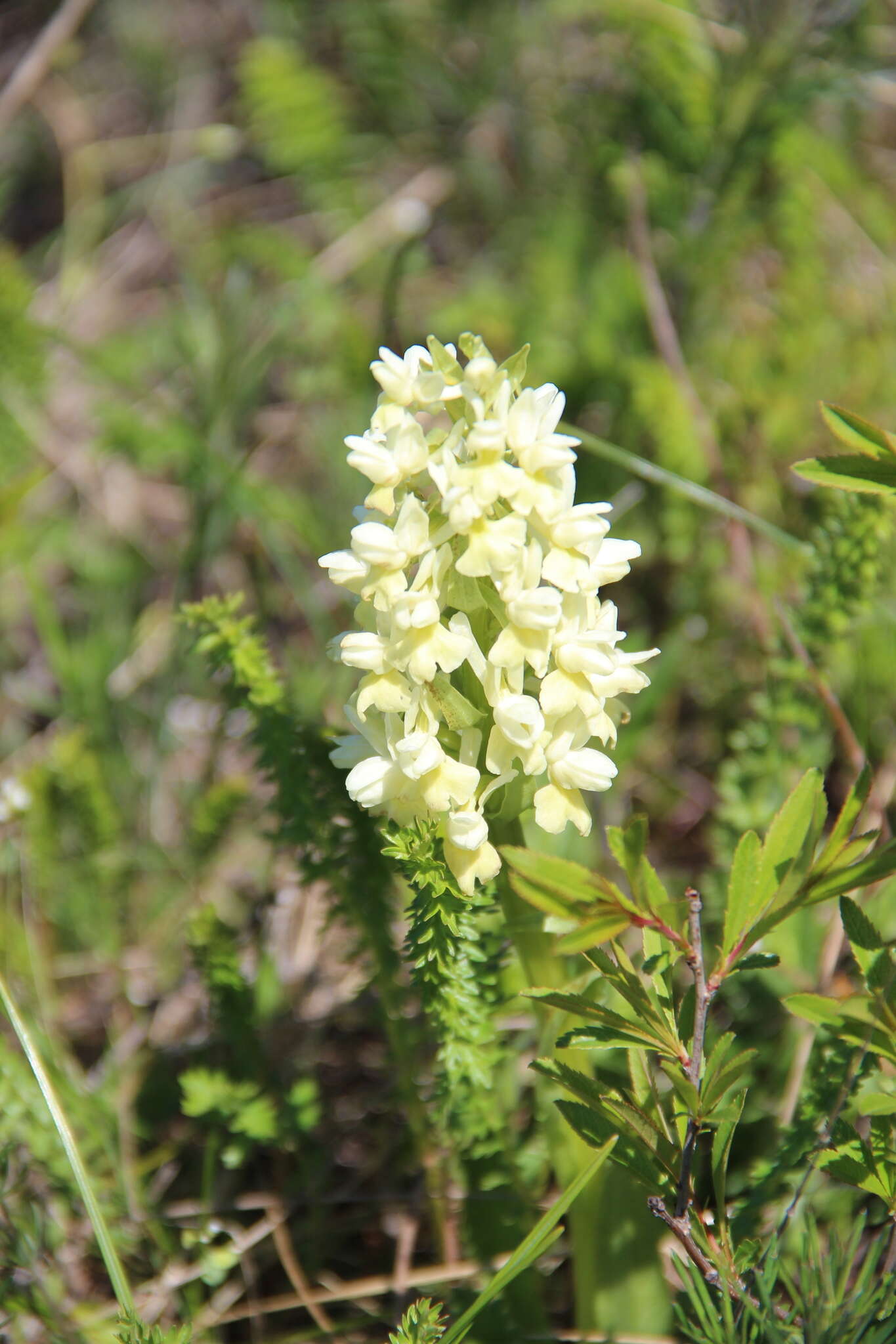 Image de Dactylorhiza romana subsp. georgica (Klinge) Soó ex Renz & Taubenheim