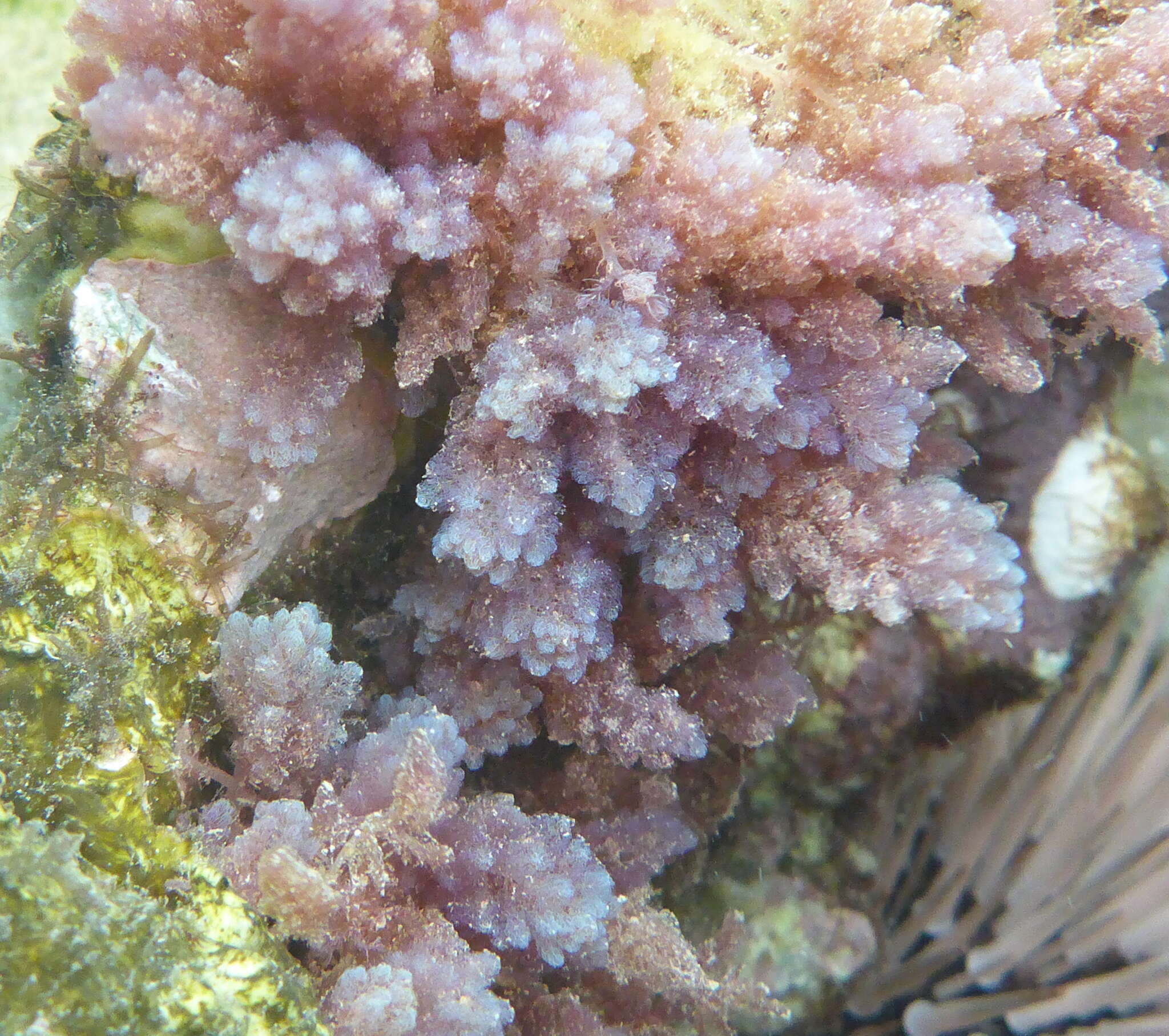 Image of Red asparagus algae