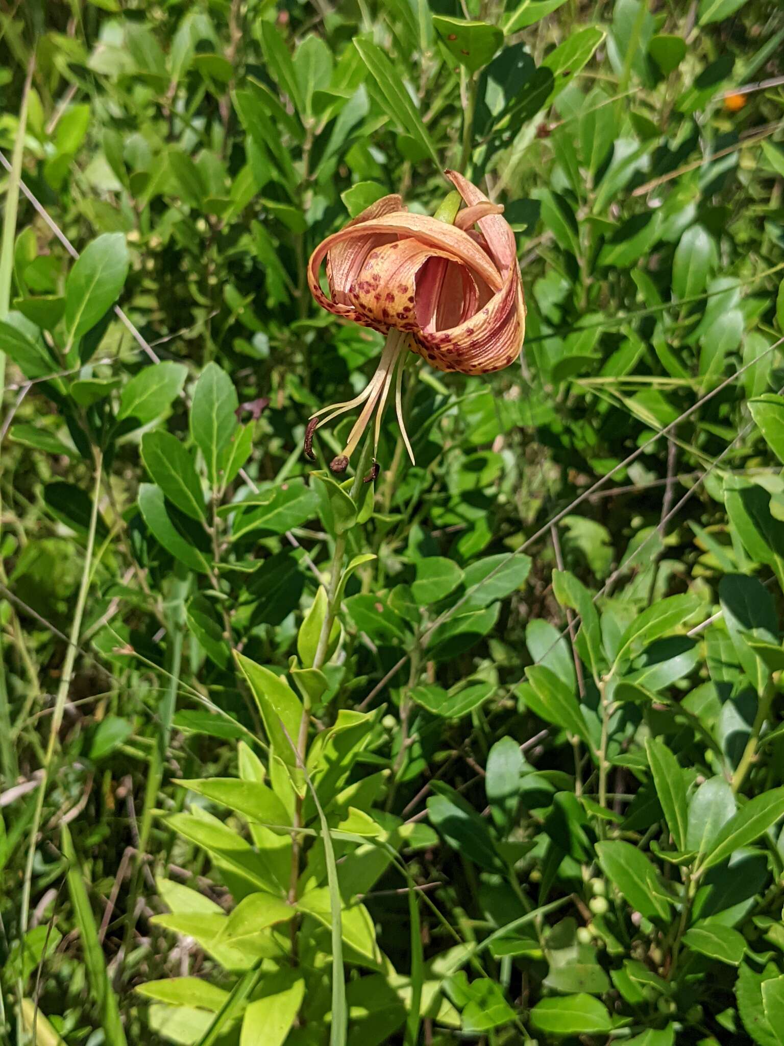 Image of Sandhills Lily