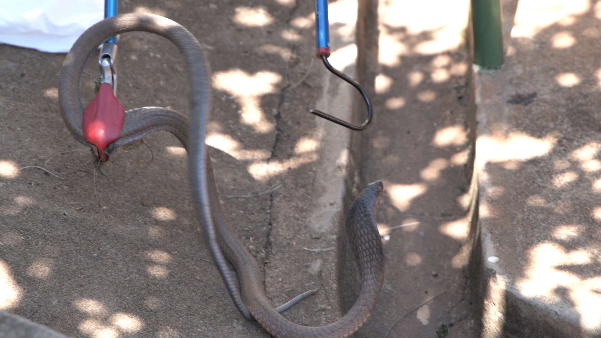 Image of Snouted cobra