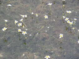 Image of Ranunculus kauffmanii P. Clerc