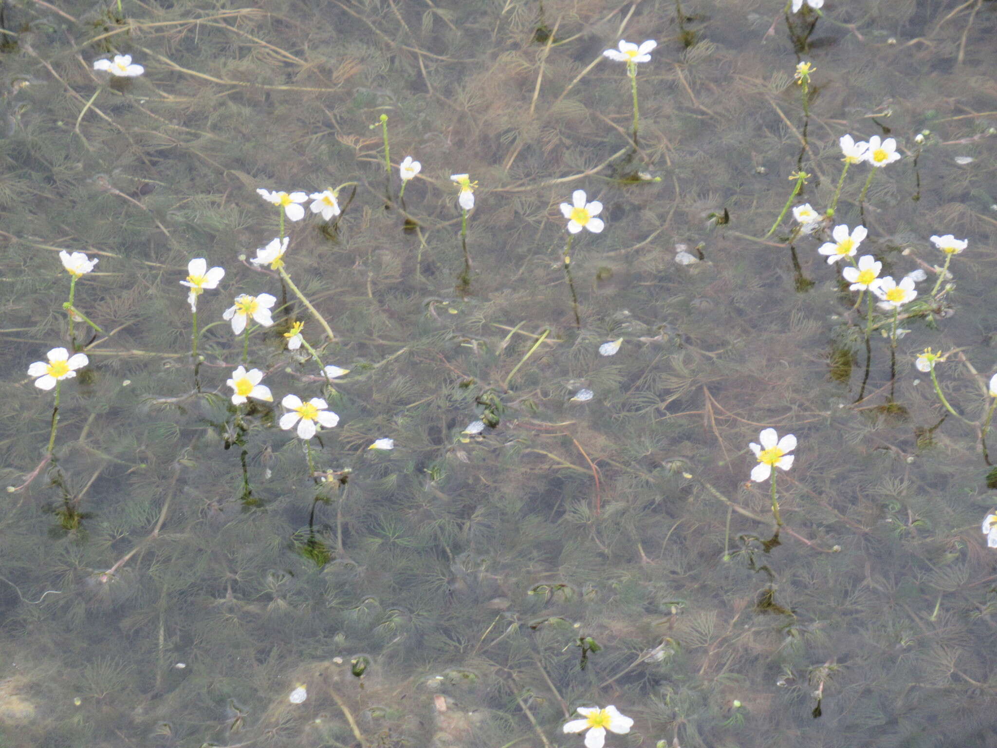 Image of Ranunculus kauffmanii P. Clerc