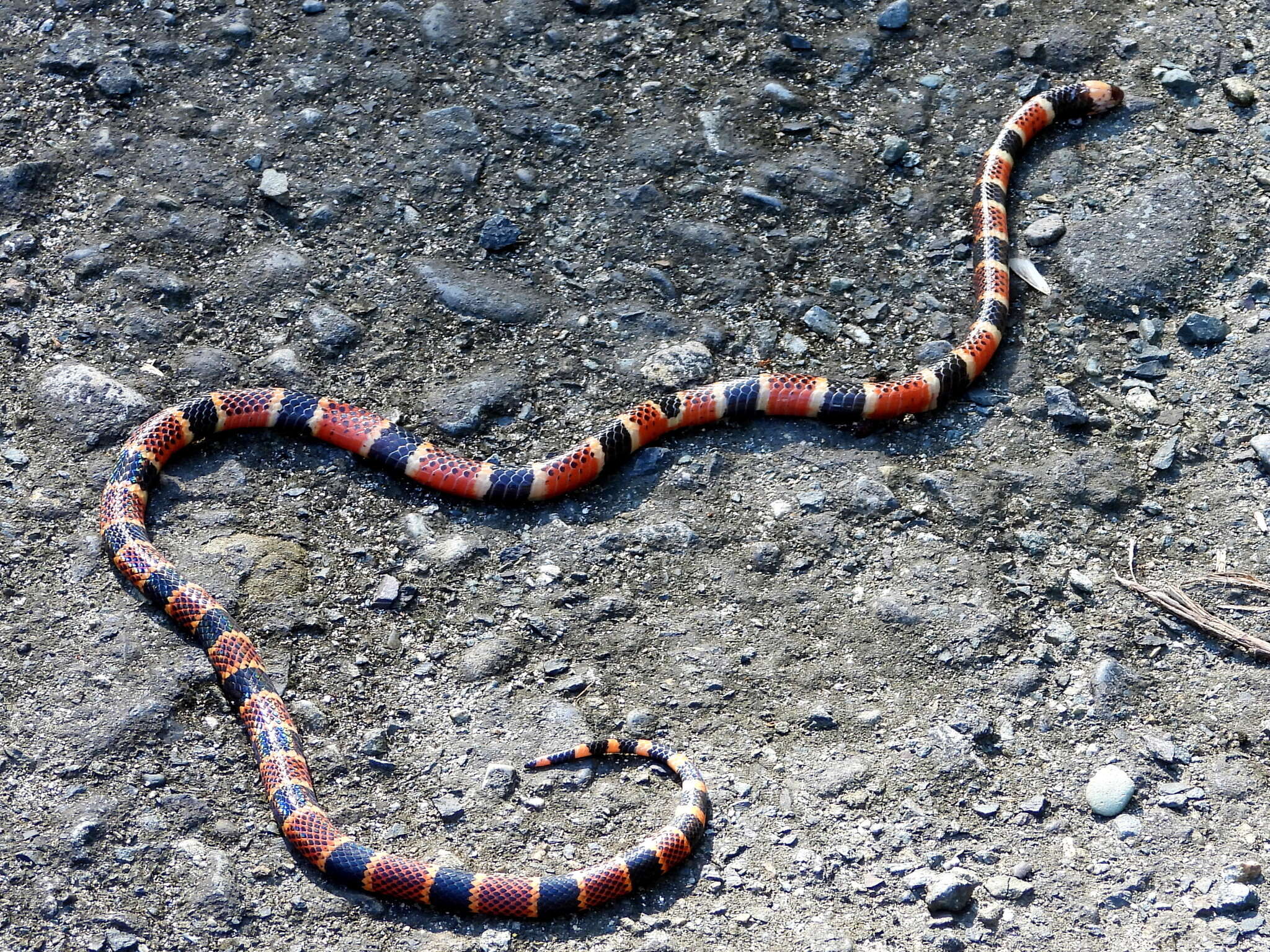 صورة Micrurus mosquitensis K. P. Schmidt 1933