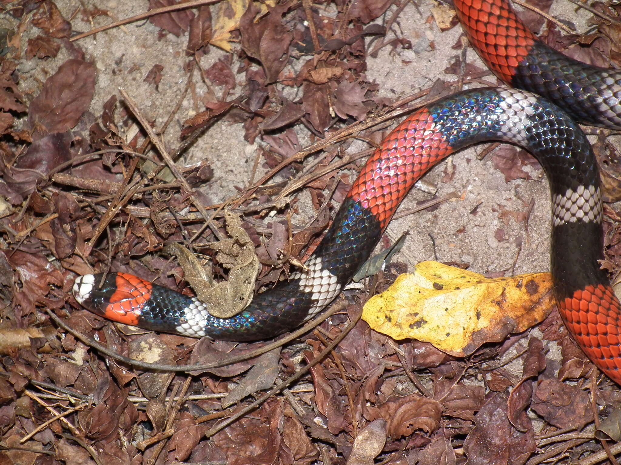 Image of Micrurus ibiboboca (Merrem 1820)