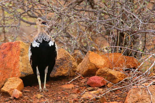 Imagem de <i>Eupodotis ruficrista</i>