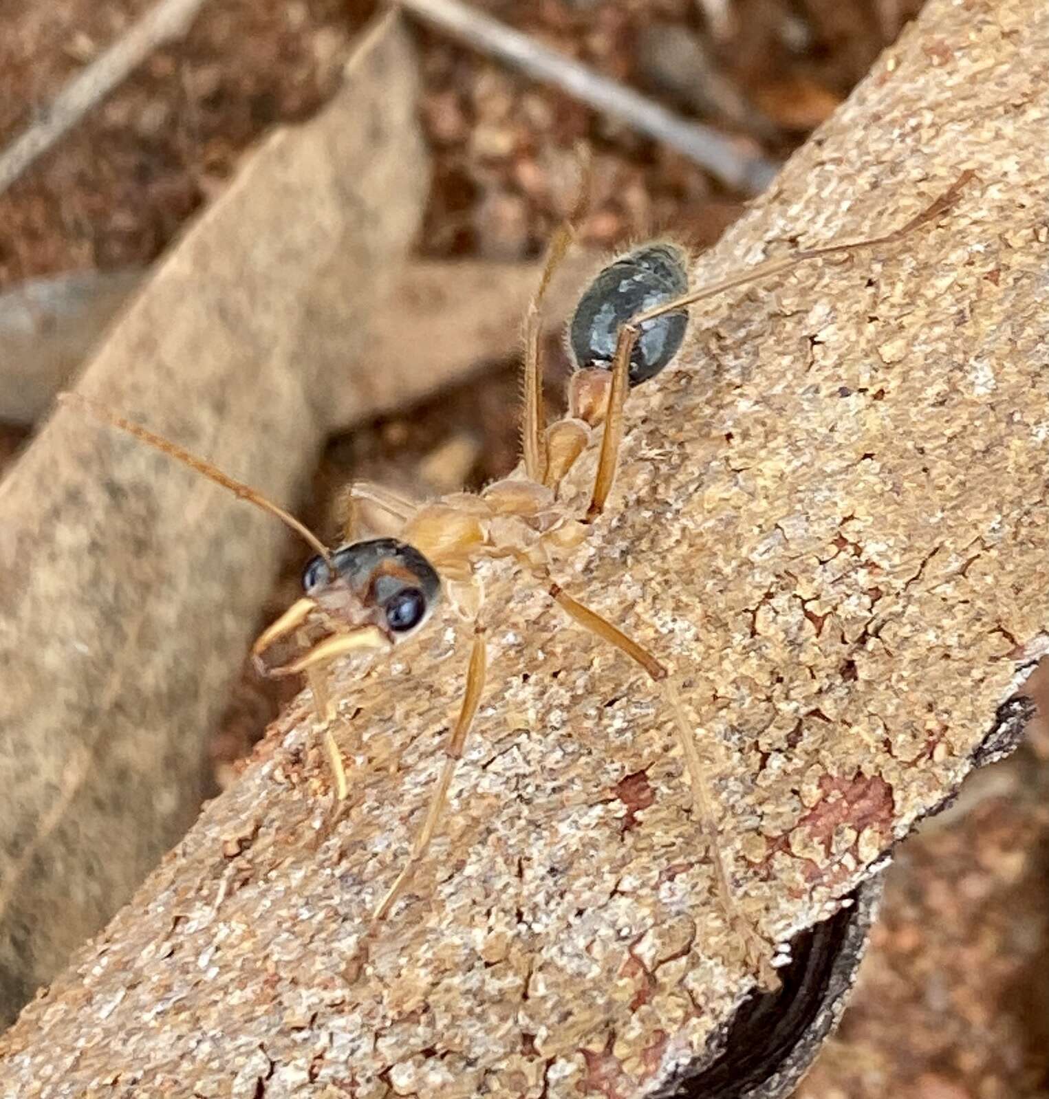 صورة Myrmecia desertorum Wheeler 1915