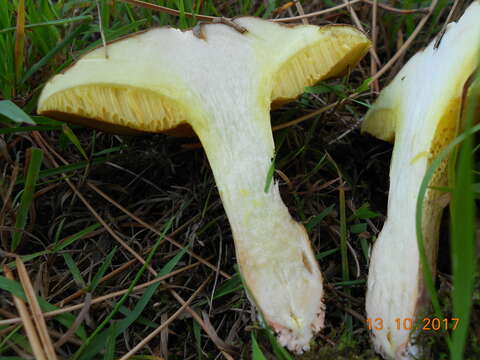 Image of Suillus collinitus (Fr.) Kuntze 1898