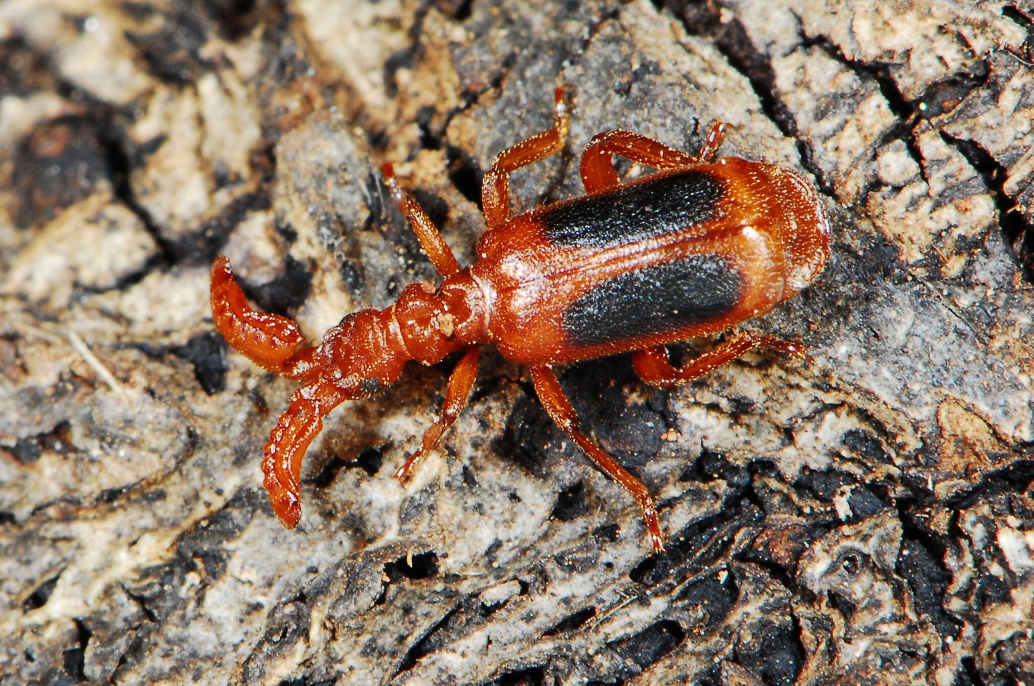 Image of Paussus (Lineatopaussus) pretoriensis Brauns 1925