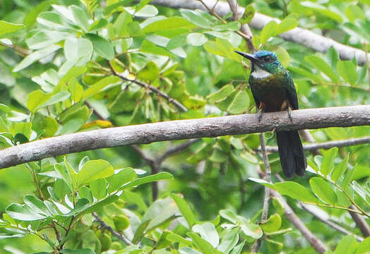 Image of Green-tailed Jacamar