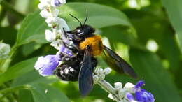 Imagem de Xylocopa appendiculata Smith 1852