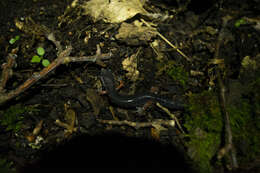 Image of Red-legged Salamander