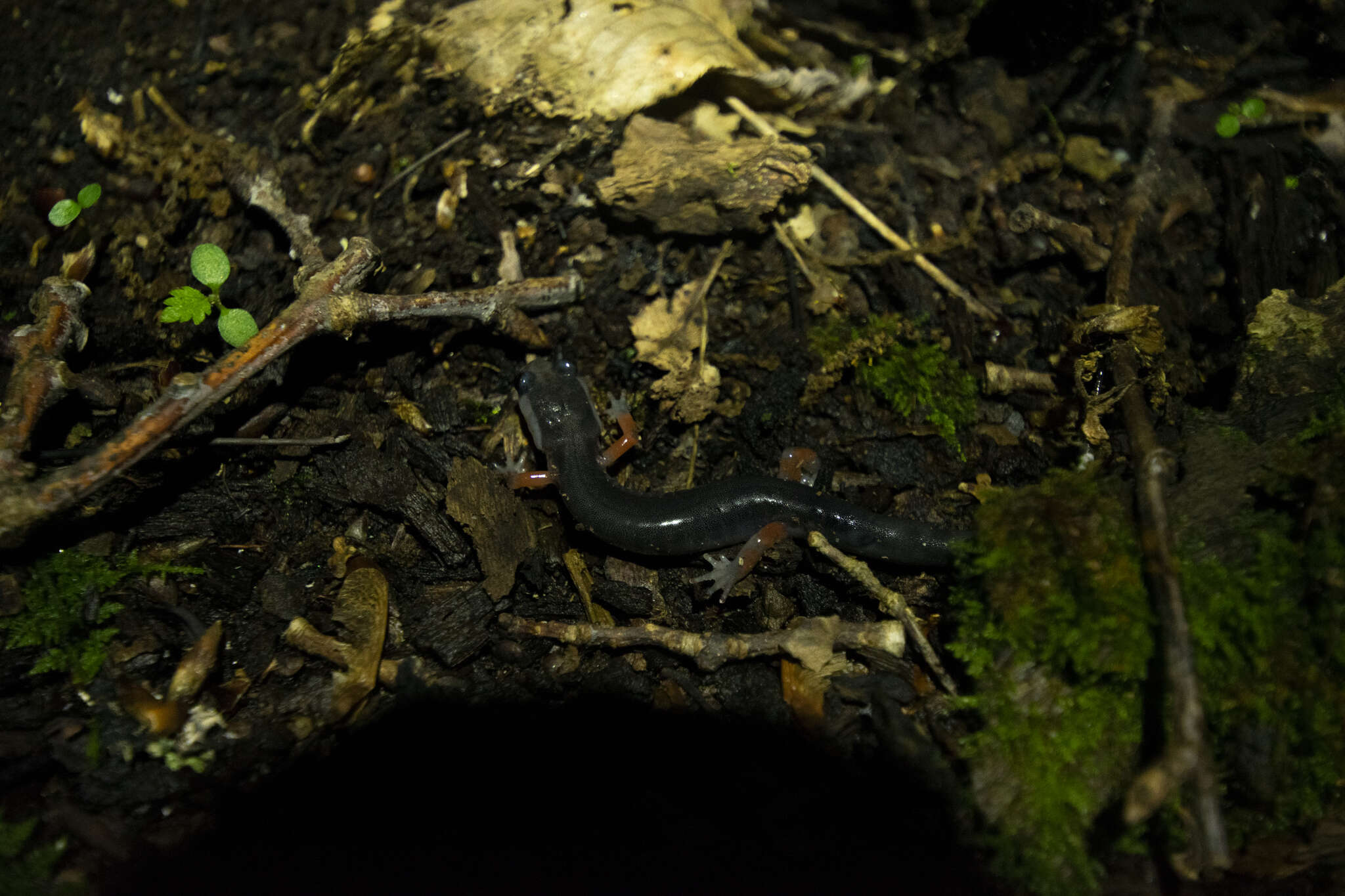 Image of Red-legged Salamander