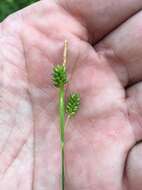 Image of pale sedge