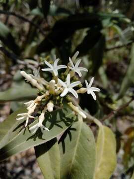 Imagem de Vallesia conzattii Standl.