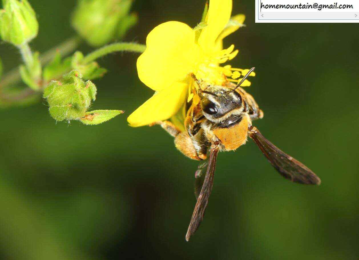 Image of Andrena chengtehensis Yasumatsu 1935