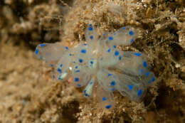 Image of Clavelina australis (Herdman 1899)