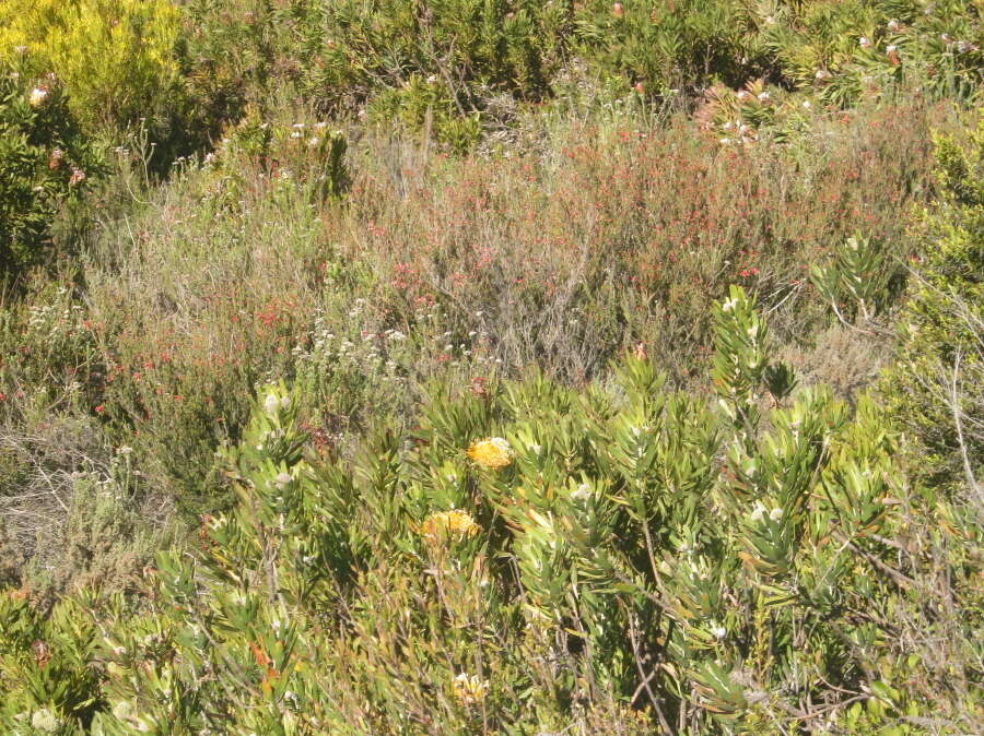 Image of Leucospermum erubescens Rourke