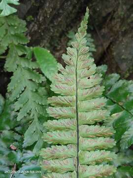 Image of Hymenasplenium apogamum (N. Murak. & Hatan.) Nakaike