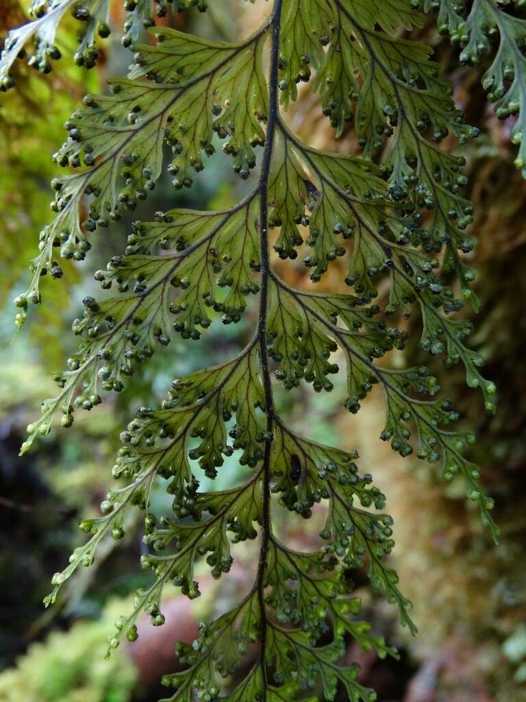 صورة Hymenophyllum scabrum A. Rich.