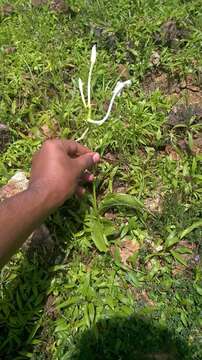 Image of Curcuma scaposa (Nimmo)