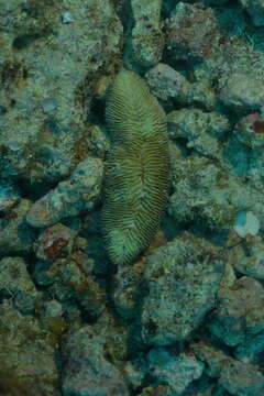 Image of Slipper coral