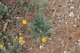 Image of Picradeniopsis pringlei (Greenm.) B. G. Baldwin