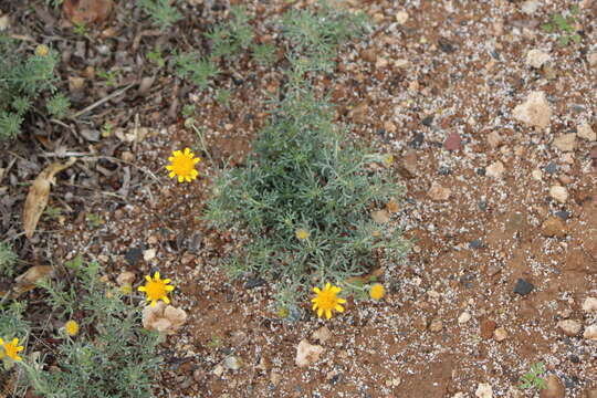 Image of Picradeniopsis pringlei (Greenm.) B. G. Baldwin