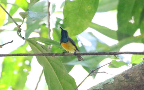 Image of Apricot-breasted Sunbird