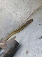 Image of Silver Lamprey