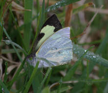 Image of Leptophobia eleone (Doubleday 1847)