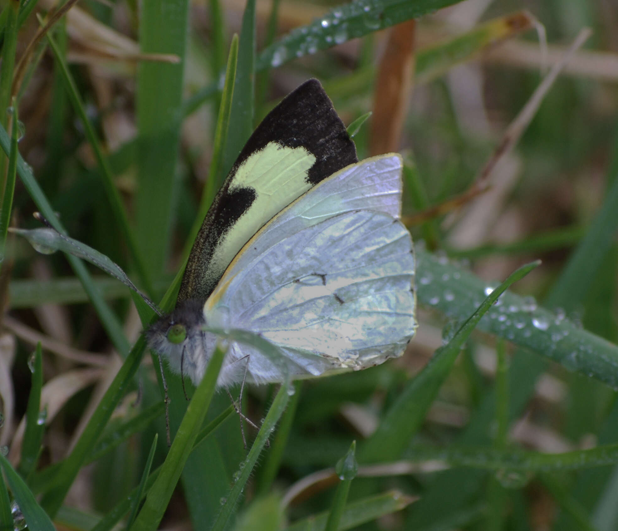 Plancia ëd Leptophobia eleone (Doubleday 1847)