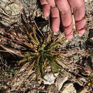 Plancia ëd Ivesia lycopodioides var. scandularis (Rydb.) Ertter & Reveal