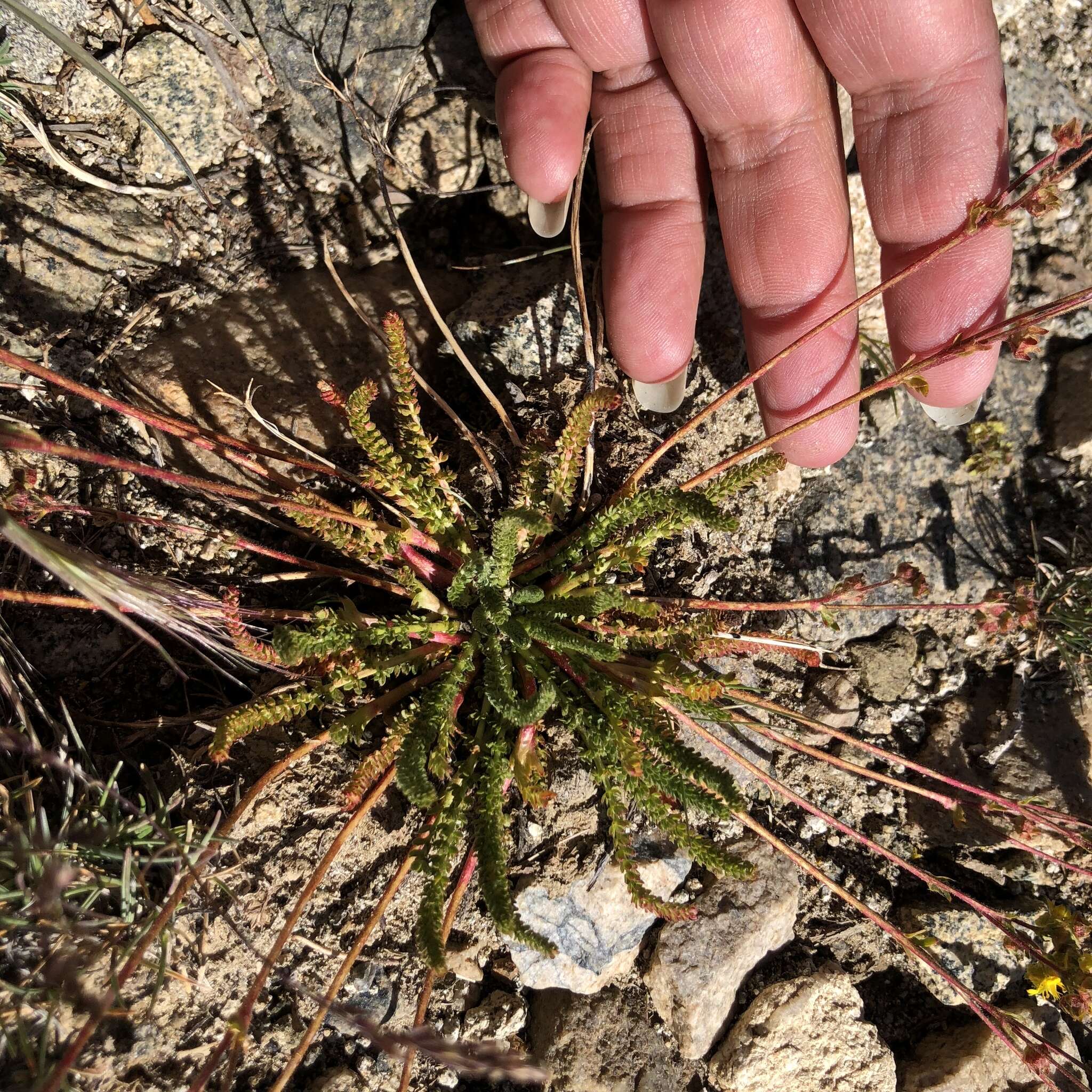 Image of clubmoss mousetail