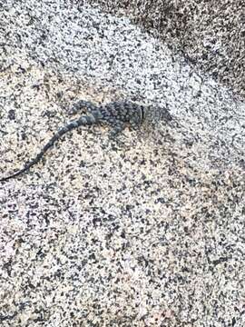 Image of Banded Rock Lizard