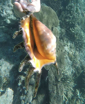 Image of Giant spider conch