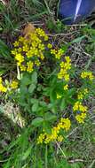 صورة Potentilla fragarioides L.