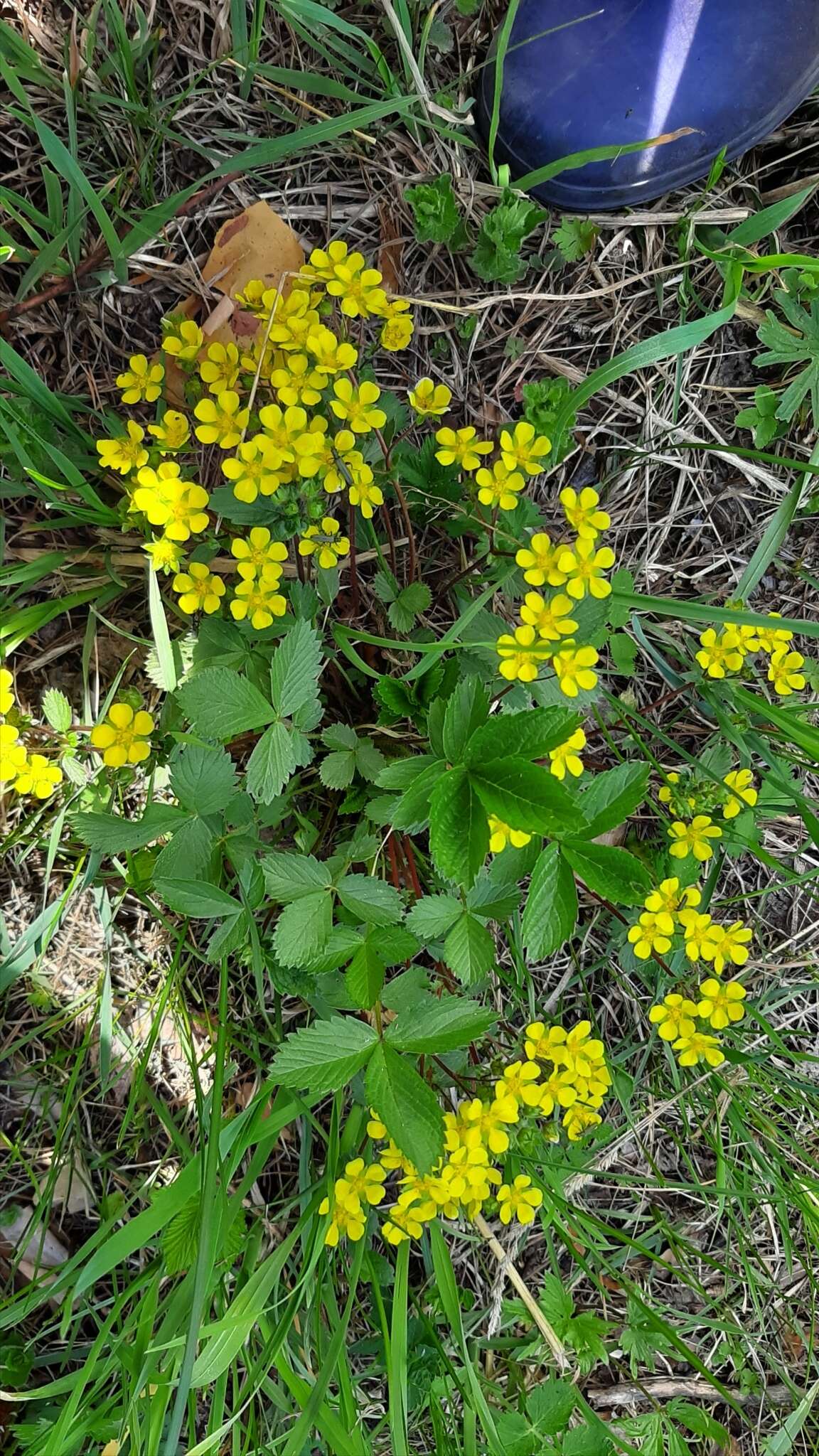 صورة Potentilla fragarioides L.