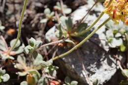 Image of Mt. Eddy buckwheat