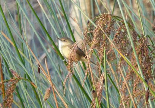 Image of Australian Reed Warbler