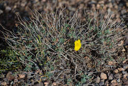 Image of Helianthemum songaricum Schrenk