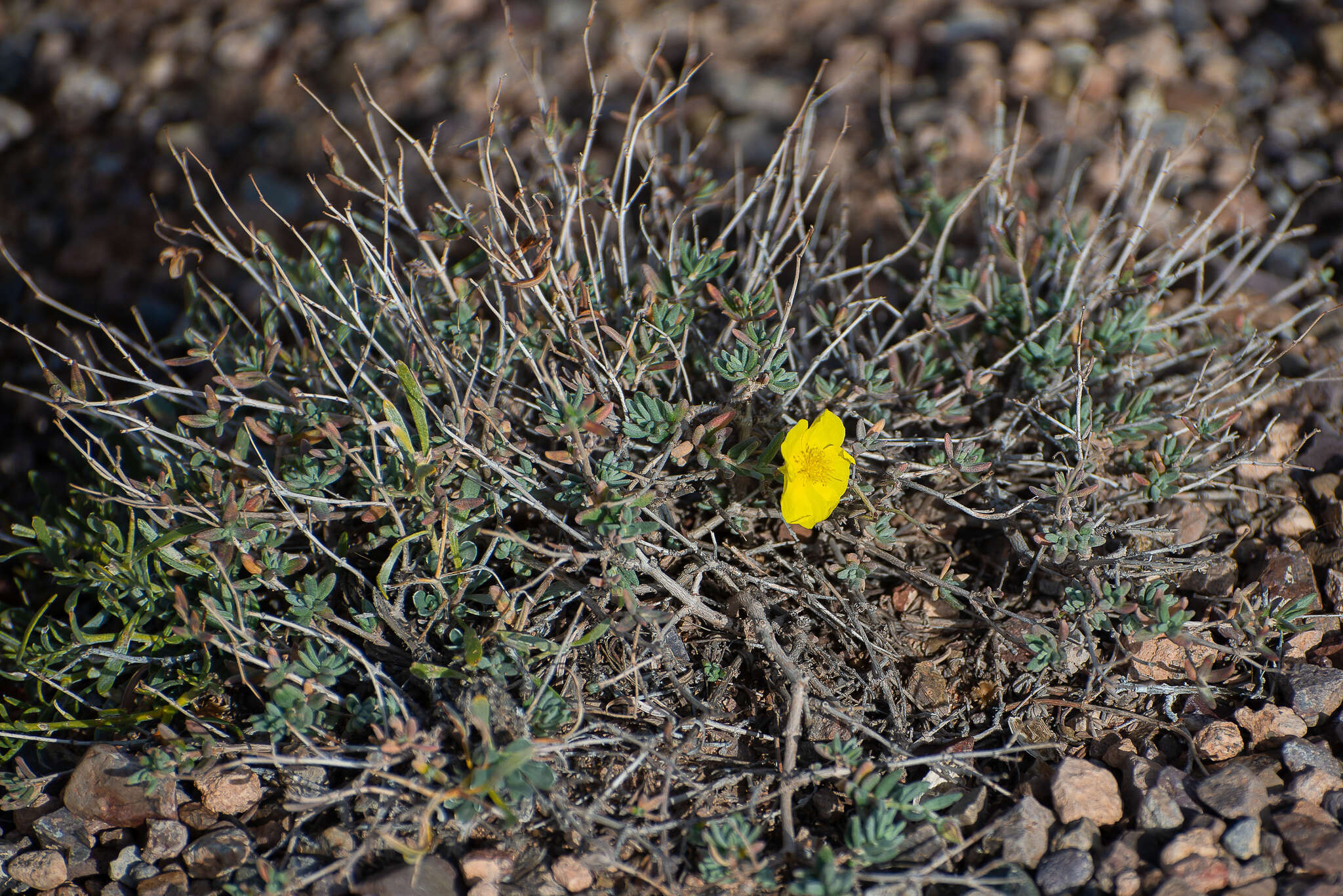 Image of Helianthemum songaricum Schrenk