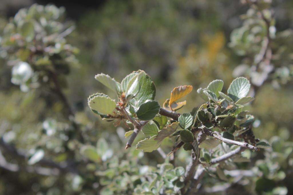 Image de Cercocarpus fothergilloides Kunth