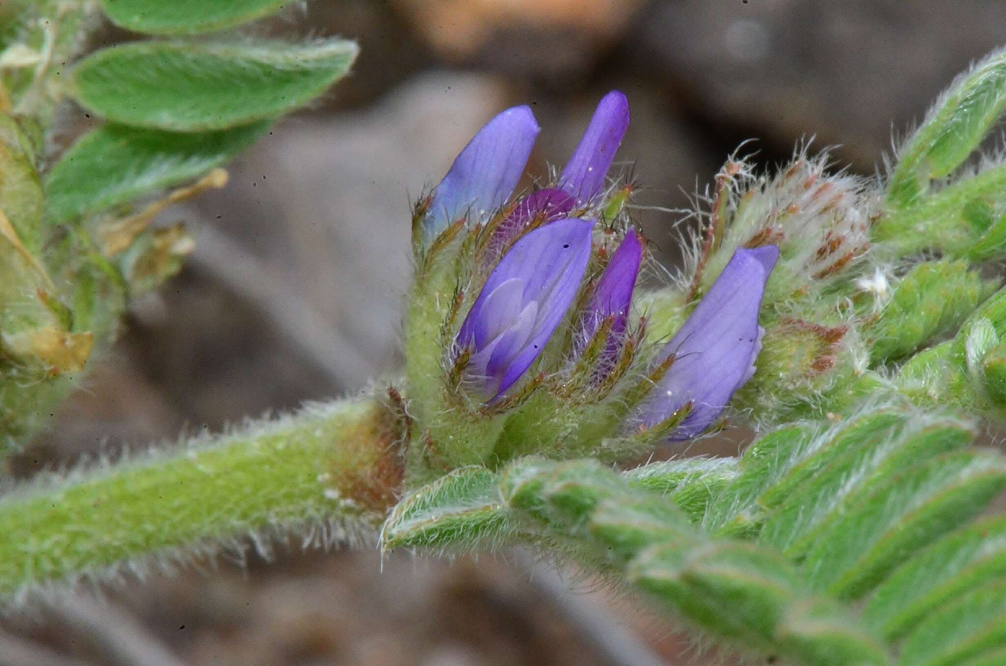 Imagem de Astragalus sesameus L.