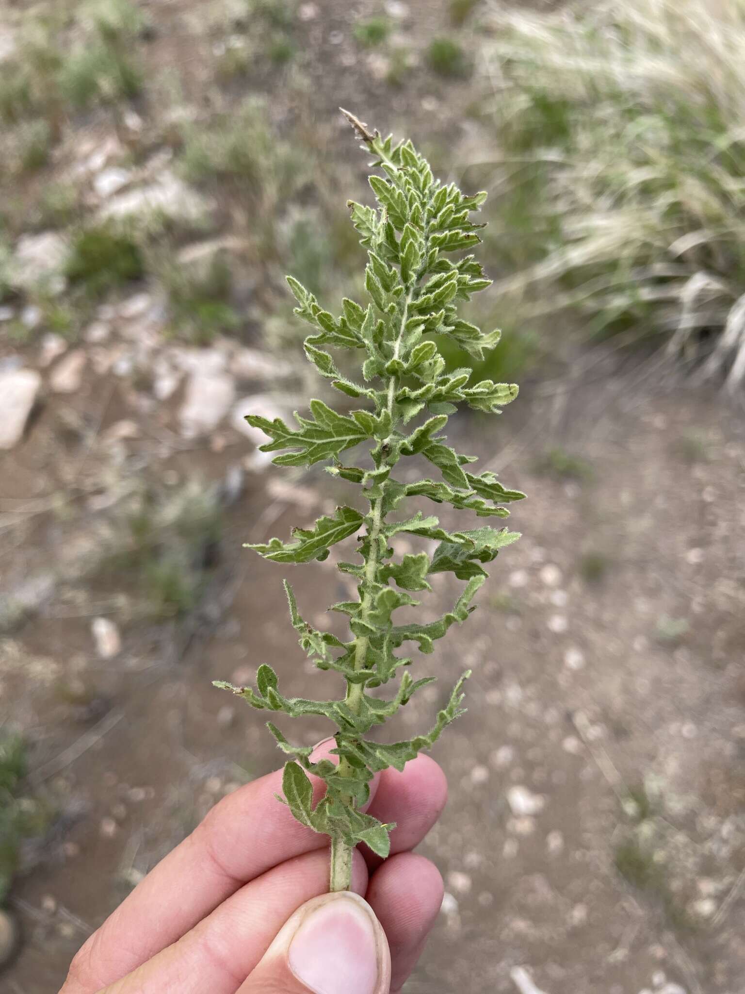 Слика од Balsamorhiza hispidula Sharp