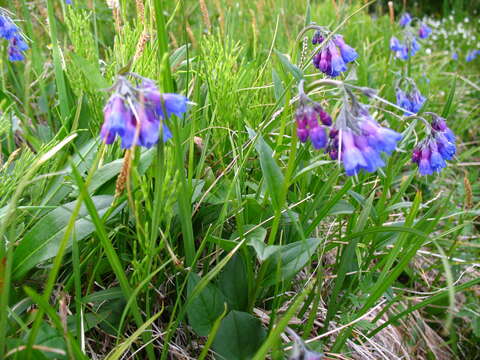 Image de Mertensia stylosa (Fisch.) DC.