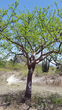 Image of Bursera galeottiana Engl.