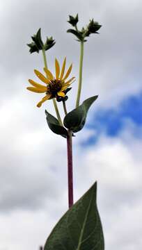 Silphium integrifolium Michx. resmi