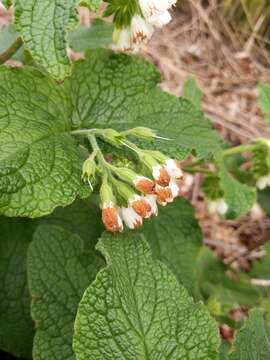 Image of Symphytum orientale L.