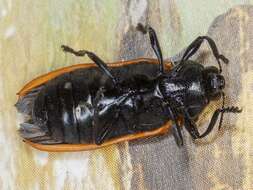 Image of Castiarina nasata (Saunders 1869)