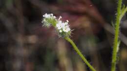 Image of pointed cryptantha